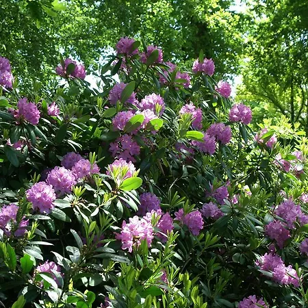 De Groene Pleisterplaats Bed & Breakfast Aalten