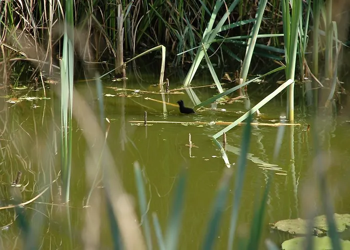 De Groene Pleisterplaats 3* Aalten